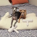 강아지공작소 | 패브릭 쇼파 강아지털 제거 리필 필요없는 돌돌이 생활공작소 롤클리너