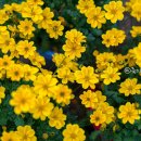 동백골한옥민박 이미지