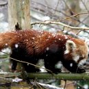 레드팬더 이미지