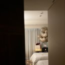 순플라워 | 울산 롯데호텔 프로포즈 후기_수풀플라워_순벌룬_울산 호텔 프로포즈