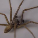 Spider season: How to tackle an influx of arachnids 이미지