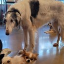 도그존 | 도그존 후기