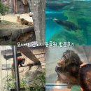 모카하마 | 오사카 덴노지 동물원 입장료 관람후기,오사카 아이와 함께 가볼만한곳