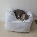 냥플레이스 이미지