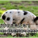 요동지시(遼東之豕) 이미지