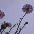 신흥한증막 이미지