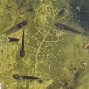 하천(박석교) 이미지