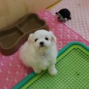 봉순이 이미지