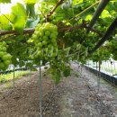 대방농원 이미지