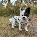 맘앤펫 | 일본여행 갈 때 팽돌이 맡긴 인천공항 애견호텔 '더위크앤리조트 더우프앤 펫호텔' 내돈내산 후기