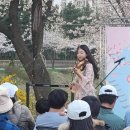 2025 김포 벚꽃축제 후기｜빛나는 벚꽃 아래 봄밤 산책