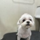 둥둥펫살롱 이미지