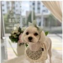 우리집강아지 애견미용 이미지