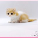 고양이분양제나캣사상점 | 고양이분양제나캣 울산점, 울산 고양이분양 추천 후기