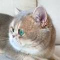 캐터리엔(cattery-n) 네이버블로그