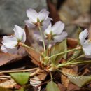 잔털벚나무 Prunus serrulata var. pubescens (Makino) Nakai 이미지