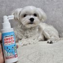 스윗펫 | 펫생각 뿌리는 강아지 치약 하루치카 스윗피치 덴탈스프레이 내돈내산 후기