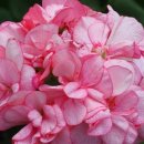 지아 농장 이미지