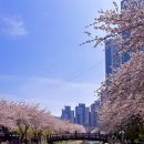 해수천 | 부산 영도 해수천 벚꽃 후기, 주차부터 만개 상태까지🌸