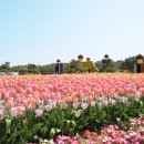 튤립 이미지
