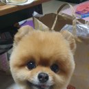 꽃남아 사랑해 이미지