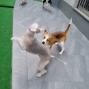 스누독 이미지