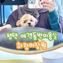 하랑미장원 | 평택 애견동반미용실 : 하랑미장원