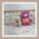 강아지랑나랑 이미지