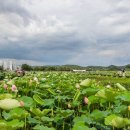 연꽃테마파크 이미지