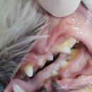 문정탑 동물병원 이미지