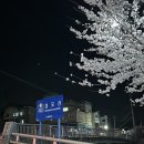 경포동주민센터 | 강릉 벚꽃명소 경포천 추천