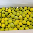 매실농장 | 서기네농장 청매실 택배 주문 매실액기스 만들기 후기