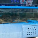 신안바다장어 이미지