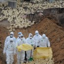 오리야미안해 이미지