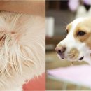 블루베어동물병원 이미지