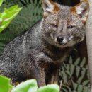 늑대랑여우랑 이미지