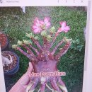 가지가 풍성하고 아름다운 Adenium arabicum black skin(아데니움 아라비쿰 블랙스킨) 이미지