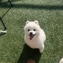 문수양궁장(평일) | [울산] 울산 애견공원; 가격도 저렴하고 시설도 깔끔한 애견 놀이터, N 번째 후기, 애견운동장
