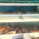 덕지식당 | 울진 죽변항 맛집 아침식사 가능한 유정식당에서 물곰국 곰치국 후기