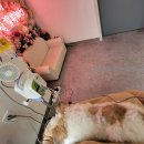 라임동물병원 이미지