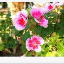 블루버드펜션 이미지