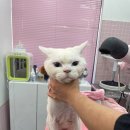 밀크펫살롱 이미지