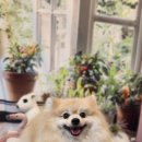 뽀샤시 펫살롱 이미지