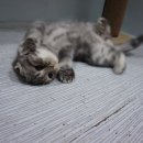 달과고양이 이미지