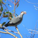 상투비둘기 Topknot pigeon (Lopholaimus antarcticus) 이미지