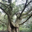 사랑의연리근 이미지