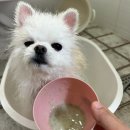 효효그루밍 이미지