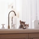 미사숲동물의료센터 이미지