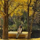 명일여관옆(수세식) | 공원 : 가을 단풍 여행지 주왕산 (주봉 등산코스, 시간, 단풍시기, 맛집, 스탬프 투어, 페어플레이 후기)