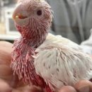 브리더스퀄리티 이미지